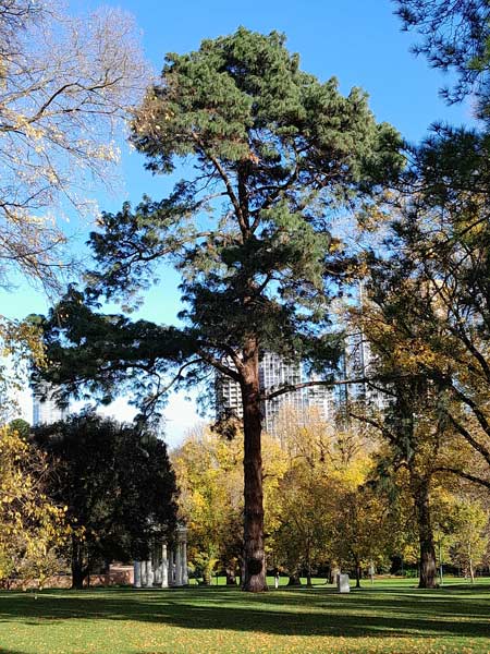Pinus canariensis