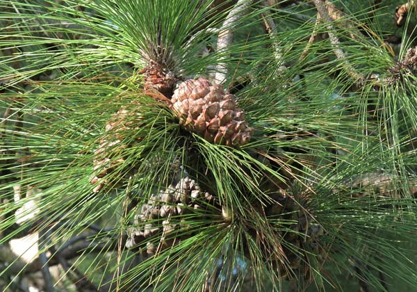 pinus_roxburghii_cone