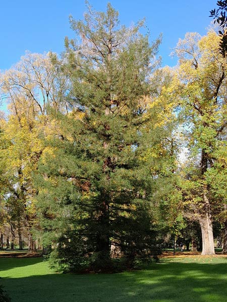Sequoia sempervirens
