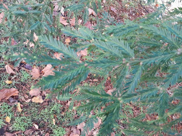 Sequoia sempervirens leaves