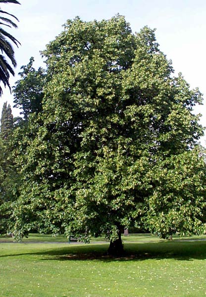 Tilea cordata