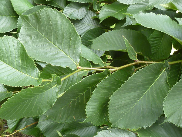 Ulmus glabra 'Camperdownii' leaves