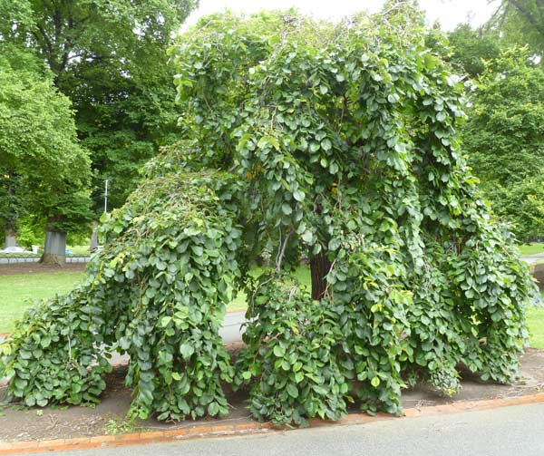 Ulmus glabra 'Camperdownii'